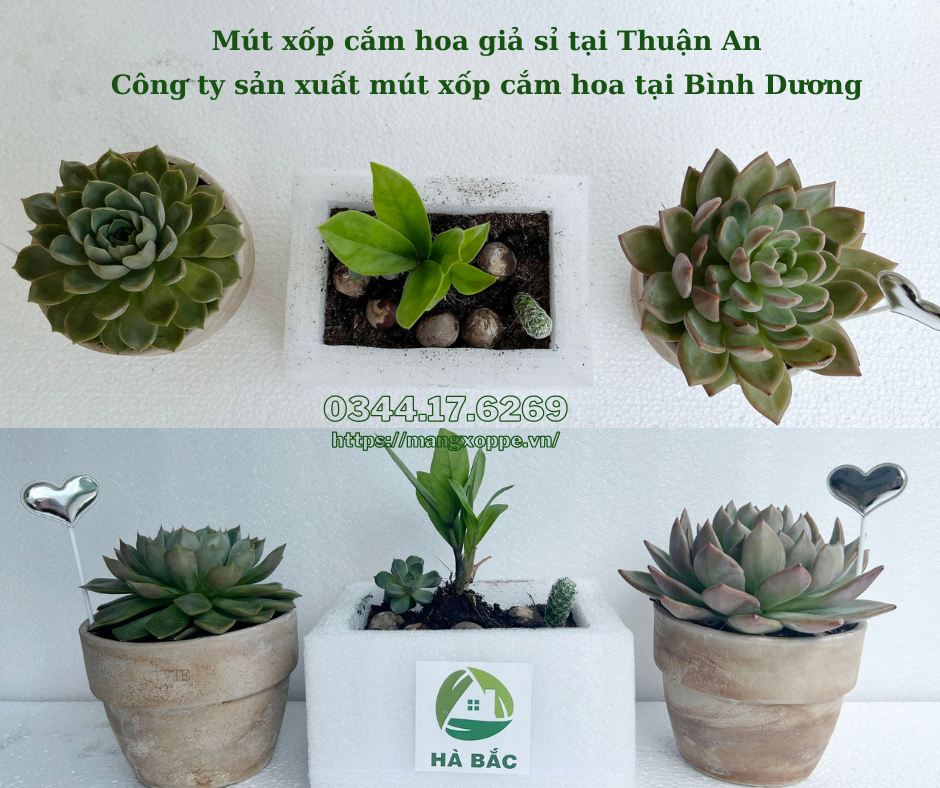 mut-xop-cam-hoa-gia-si-tai-thuan-an mut-xop-cam-hoa-gia-si-tai-thuan-an