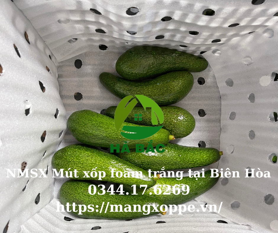 mut-xop-foam-trang-tai-bien-hoa mut-xop-foam-trang-tai-bien-hoa